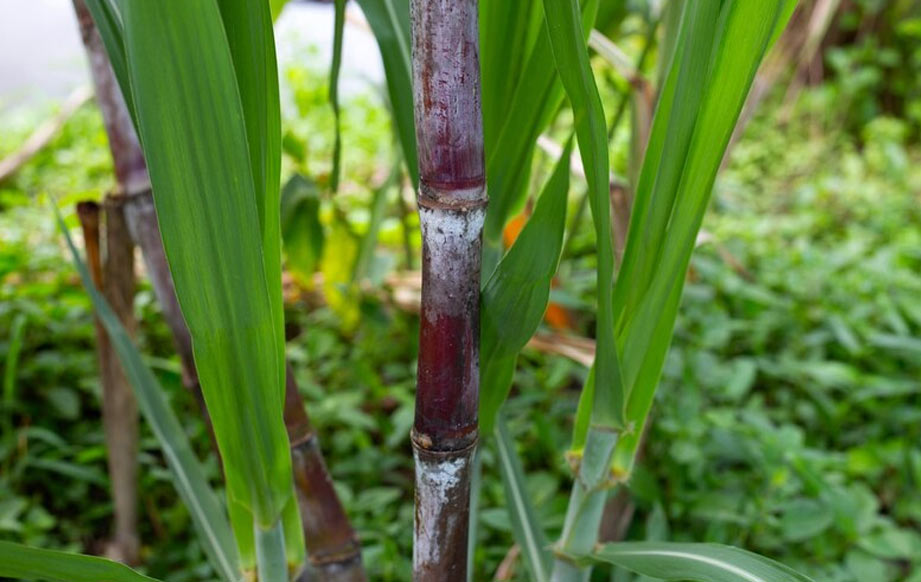 sugarcane