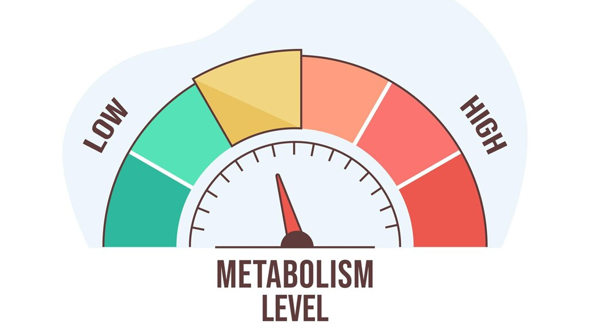 metabolism