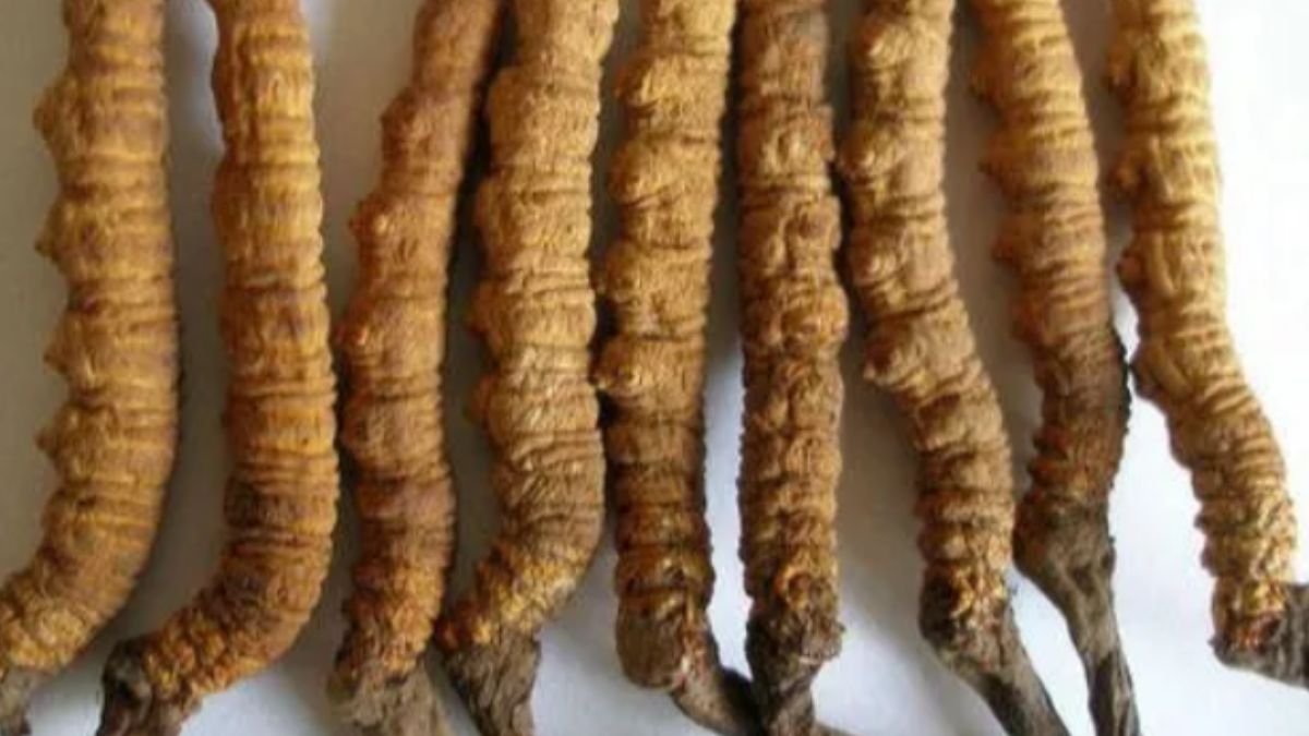 Yarsagumba Natural Steroid