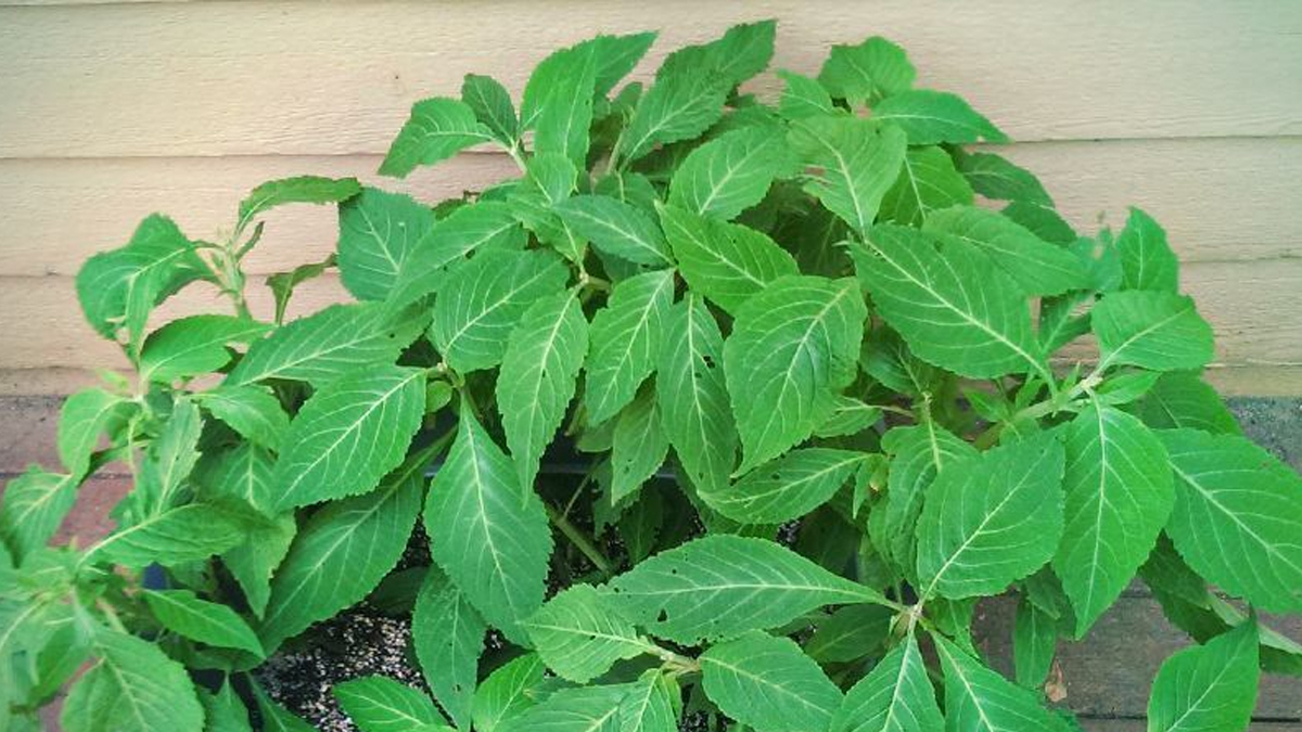 Guide To Salvia Divinorum Extracts & Finding High Potency Salvia For Sale