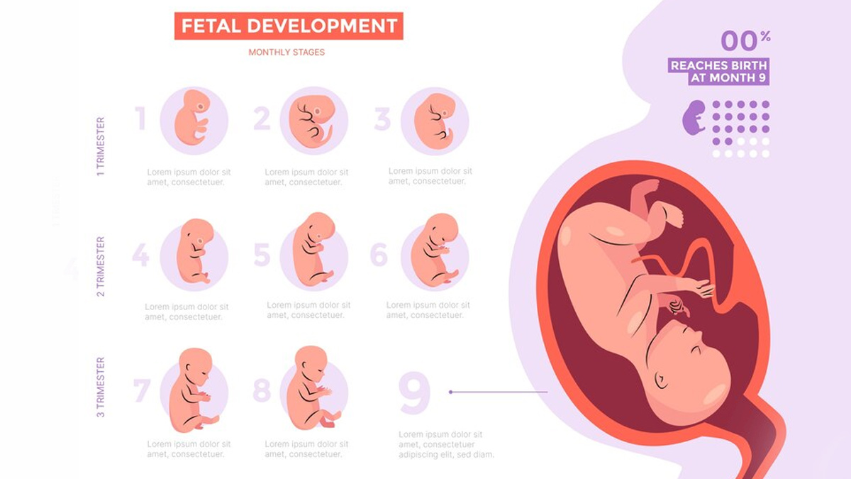 When Does The Fetal Heartbeat Begin