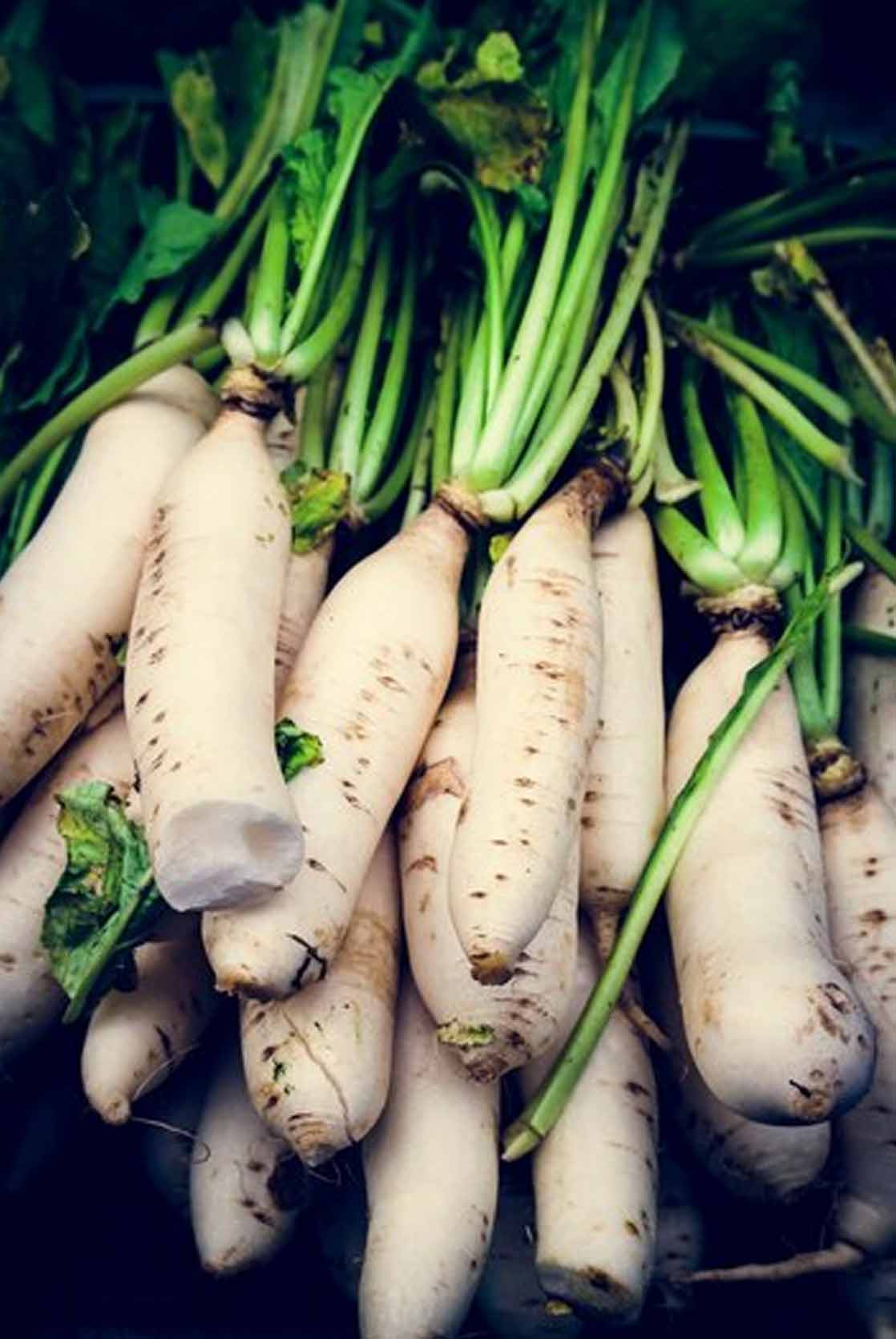 सर्दियों में मूली के पत्ते खाने से दूर होती हैं कई समस्याएं, ऐसे करें