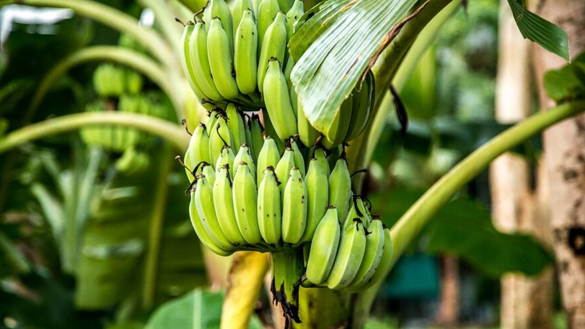 Green Bananas Boost Metabolism And Aid Weight Loss