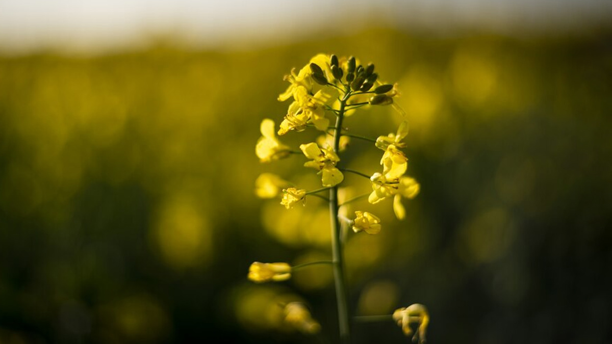 Sarso For Asthma Patients In Winters