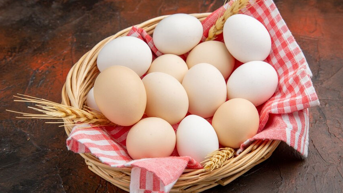 egg