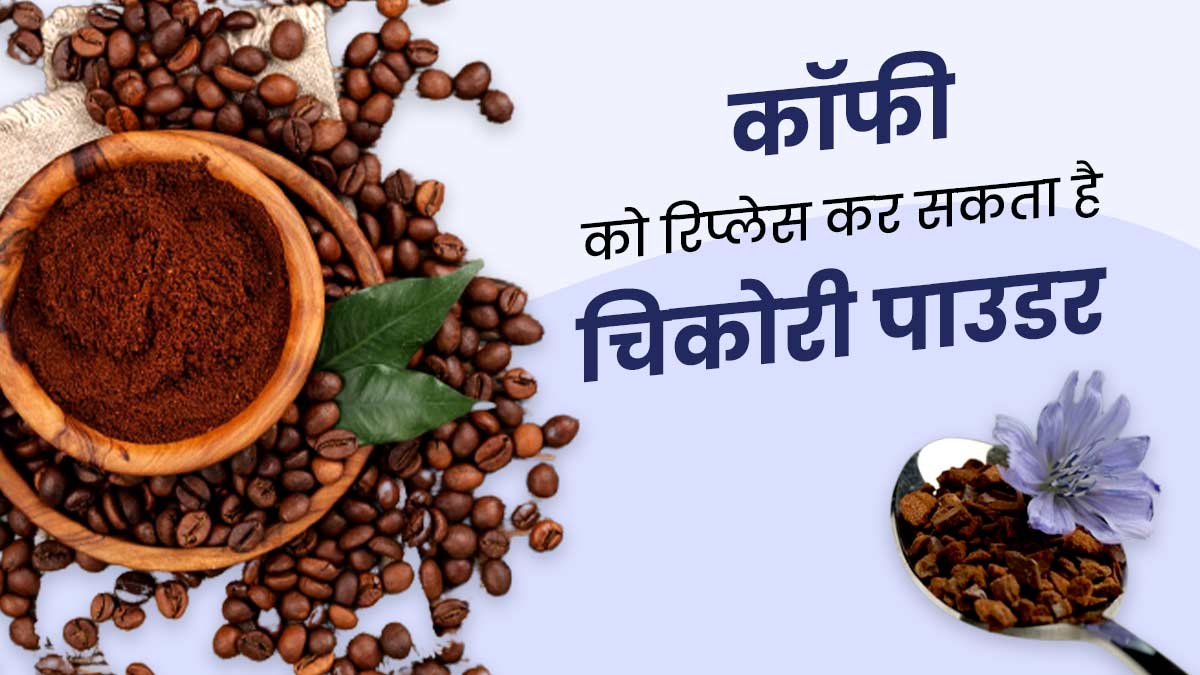 कॉफी की जगह करें चिकोरी पाउडर का इस्तेमाल, सेहत को मिलेंगे गजब फायदे