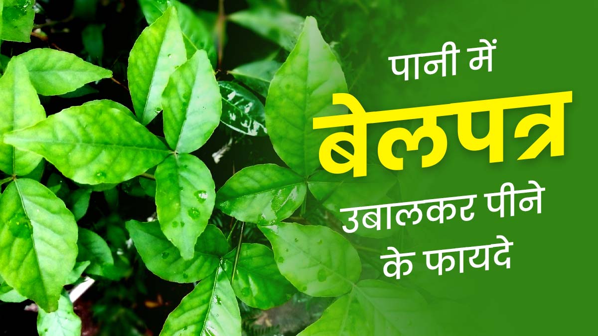Bael Patra Benefits: बेल पत्र को पानी में उबालकर पीने से दूर होती हैं ये 5 समस्याएं