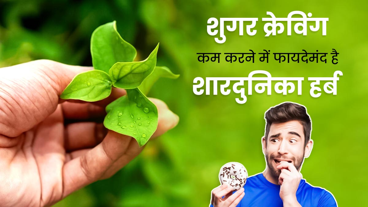 शुगर क्रेविंग कम करने में फायदेमंद है शारदुनिका जड़ी-बूटी, डायबिटीज भी करती है कंट्रोल