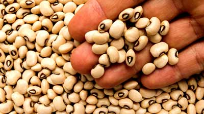 लोबिया खाने से सेहत को मिलेंगे ये 5 जबरदस्त फायदे, जानें सेवन का तरीका