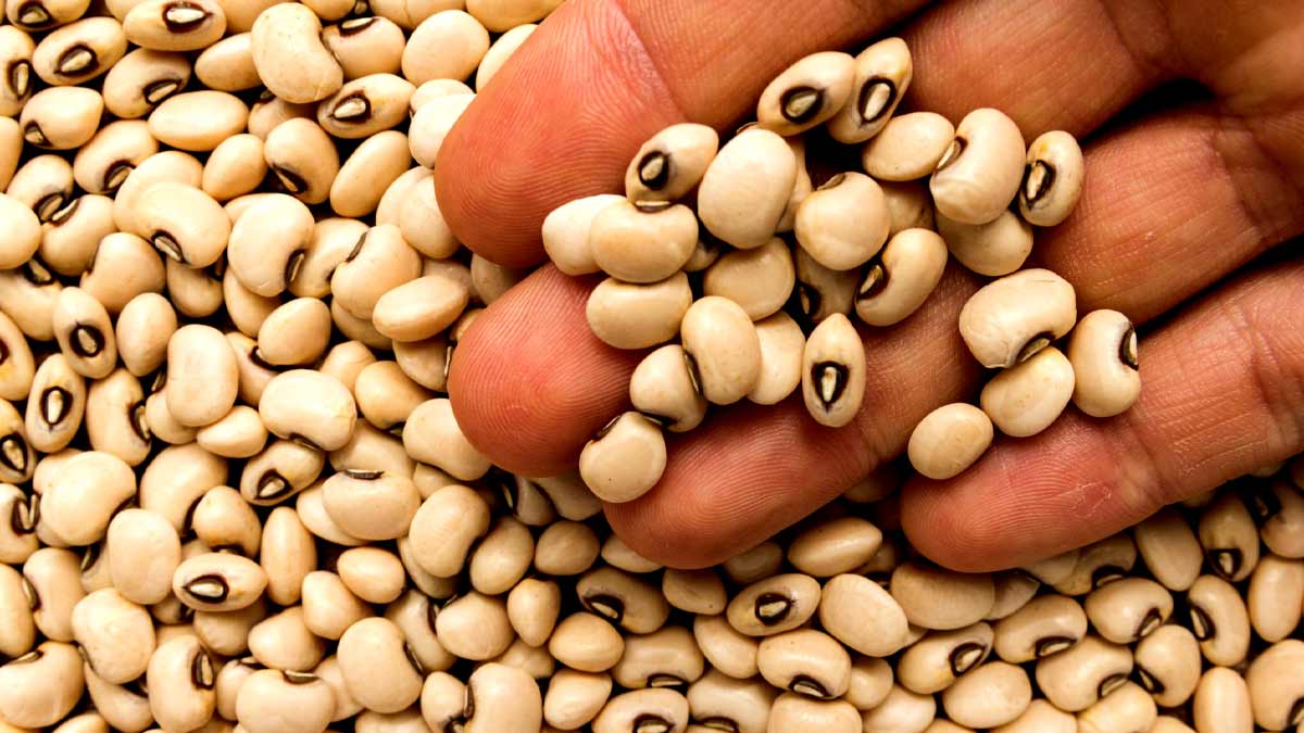लोबिया खाने से सेहत को मिलेंगे ये 5 जबरदस्त फायदे, जानें सेवन का तरीका