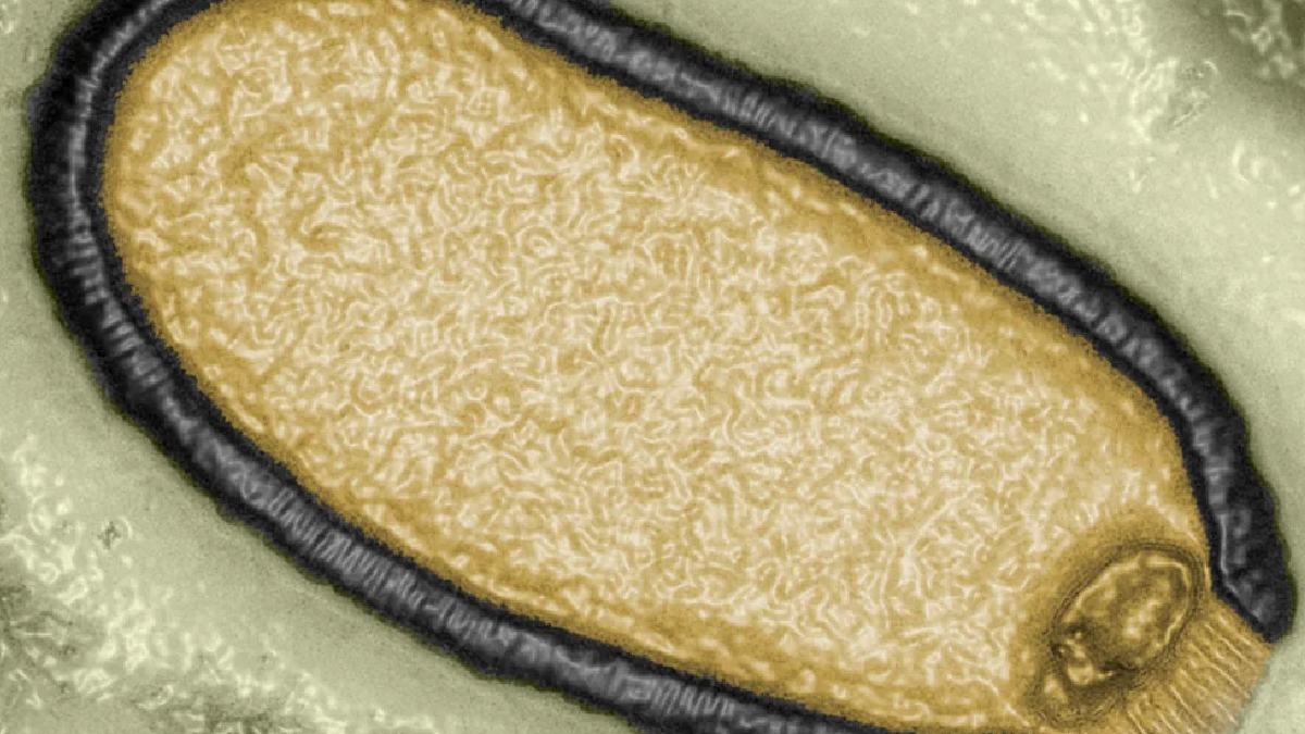 Zombie Virus
