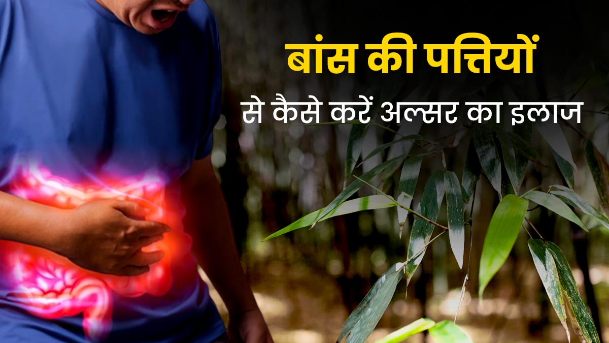 बांस की पत्तियों से अल्सर का इलाज कैसे किया जाता है? आयुर्वेदिक डॉक्टर से जानें