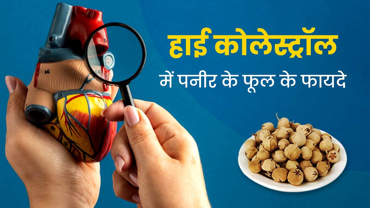 हाई कोलेस्ट्रॉल में करें पनीर के फूल का सेवन, जल्दी होगा कंट्रोल 