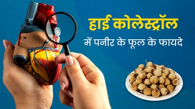 हाई कोलेस्ट्रॉल में करें पनीर के फूल का सेवन, जल्दी होगा कंट्रोल 