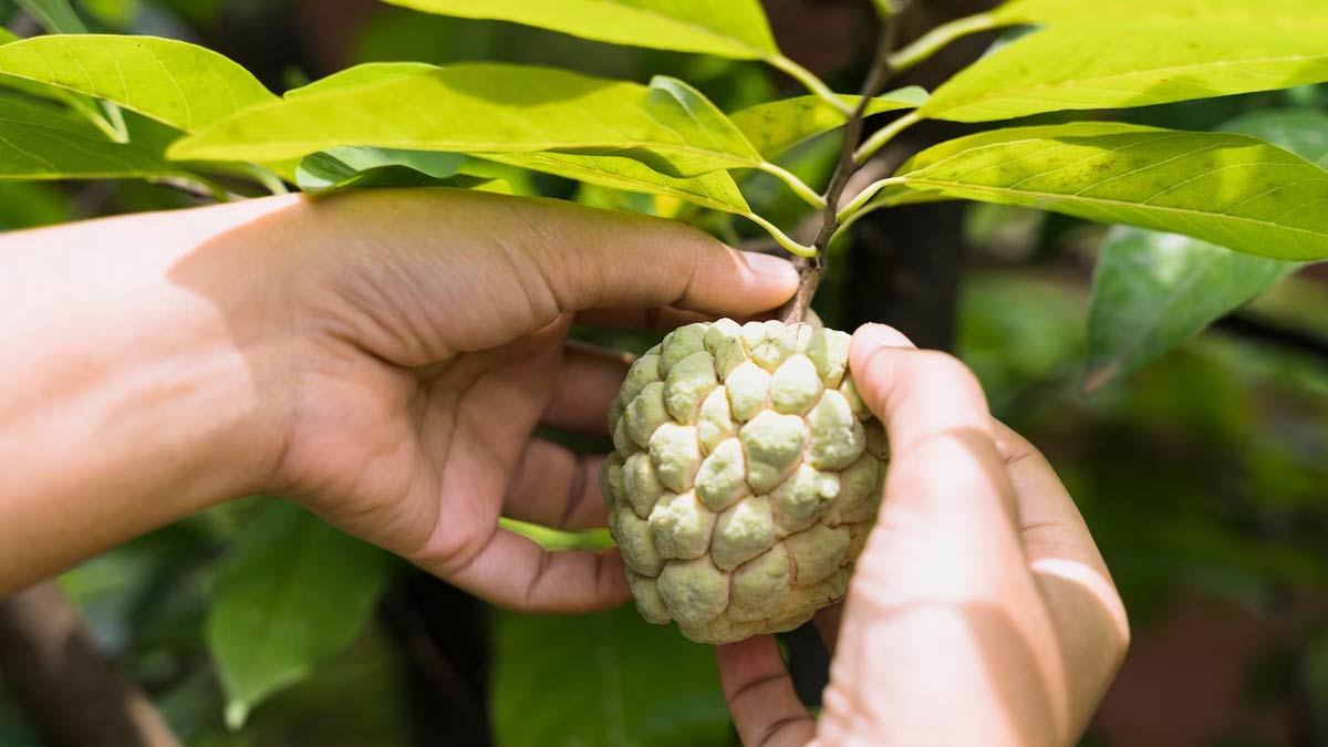 Health Benefits Of Custard Apples
