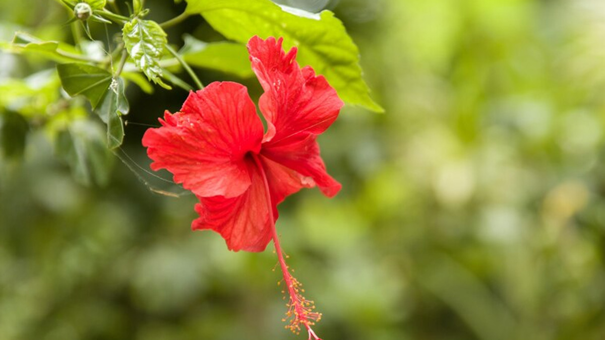 Ayurvedic Herbs For Hair Health