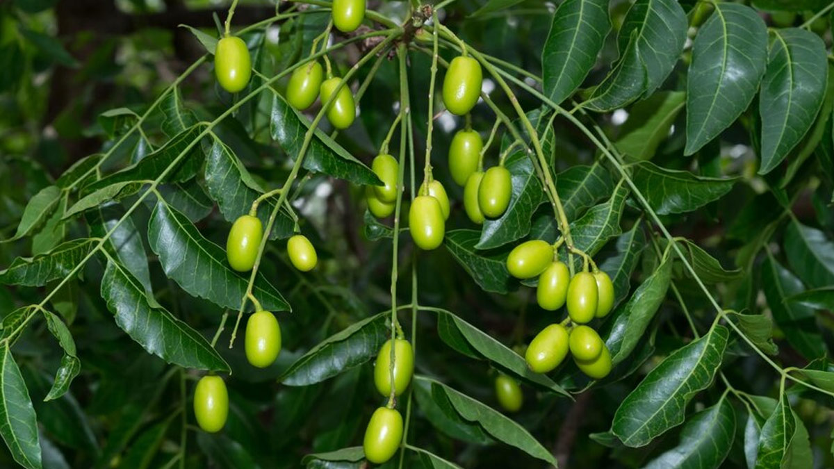 Ayurvedic Herbs For Hair Health