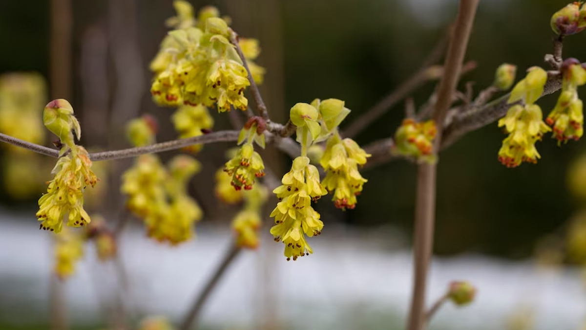 witch-hazel
