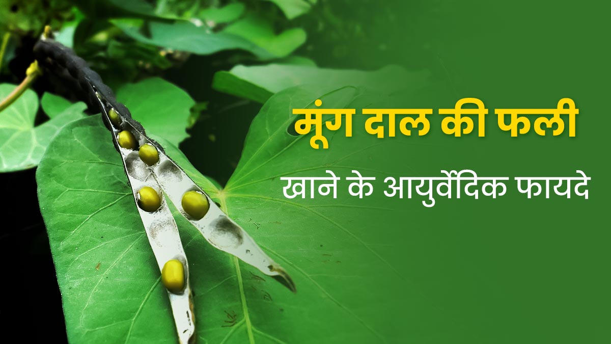मूंग दाल की फली खाने से सेहत को मिलते हैं ये 5 जबरदस्त फायदे, आयुर्वेदाचार्य से जानें 