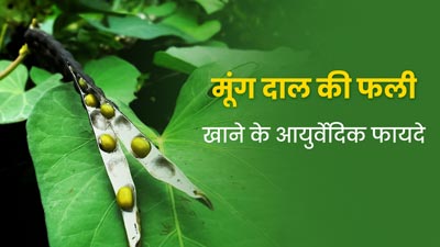 मूंग दाल की फली खाने से सेहत को मिलते हैं ये 5 जबरदस्त फायदे, आयुर्वेदाचार्य से जानें 