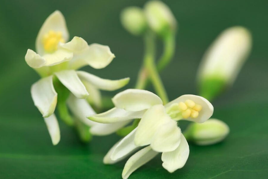 Drumstick Flower Benefits