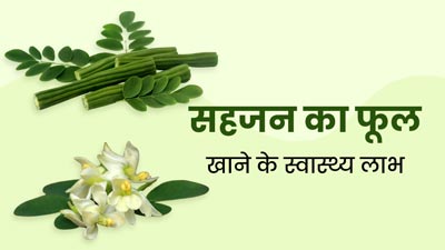 सहजन का फूल खाने से सेहत को मिलते हैं कई फायदे, एक्सपर्ट से जानें डाइट में शामिल करने का तरीका