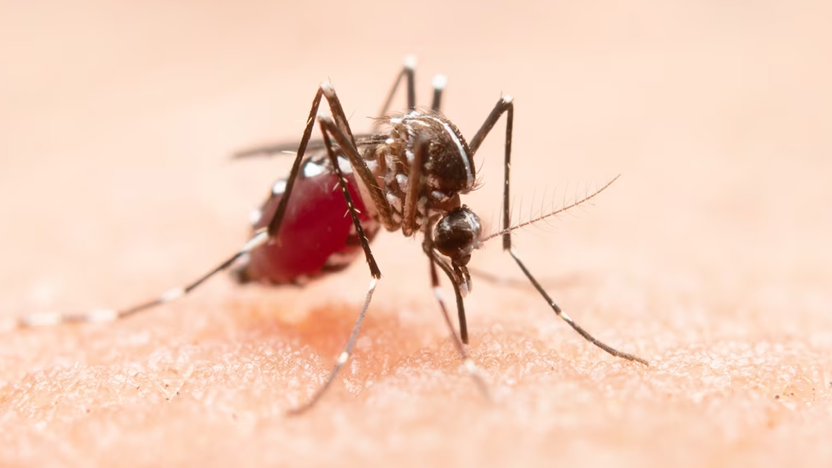 COVID antibodies may worse dengue severity