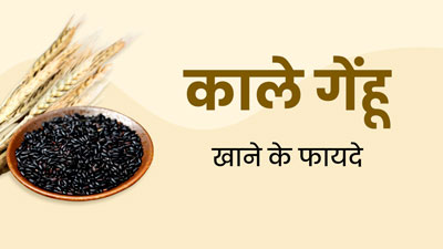 काले गेंहू के सेवन से सेहत को मिलते हैं ये 5 जबरदस्त फायदे, डाइट में करें शामिल 