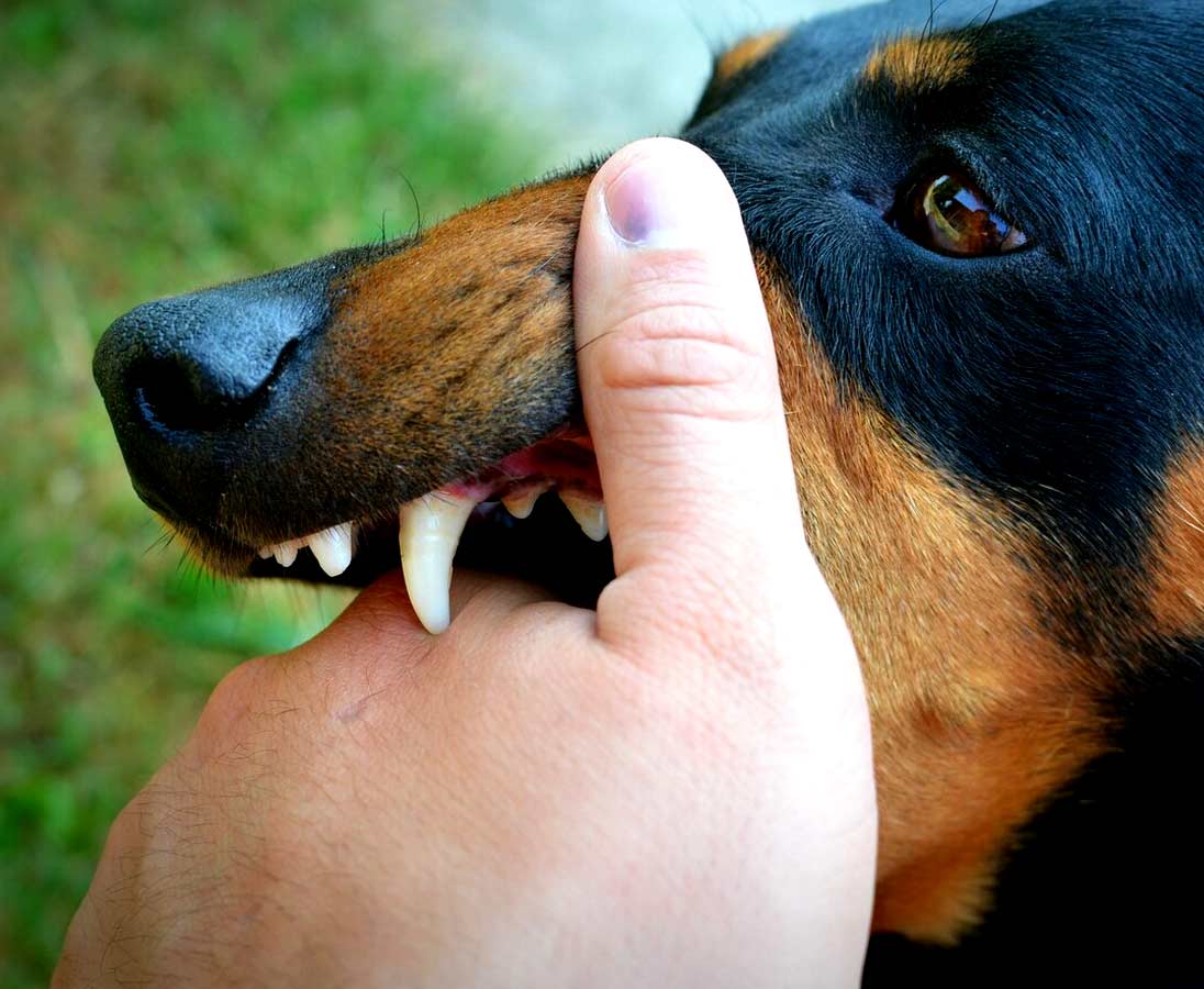 Is Rabies Curable Permanently