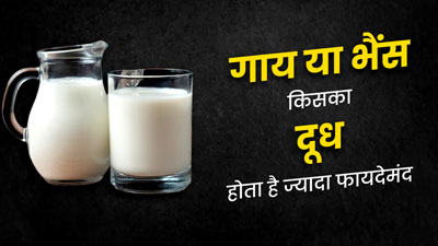 गाय या भैंस का दूध, सेहत के लिए क्या है ज्यादा फायदेमंद? जानें पोषक तत्व