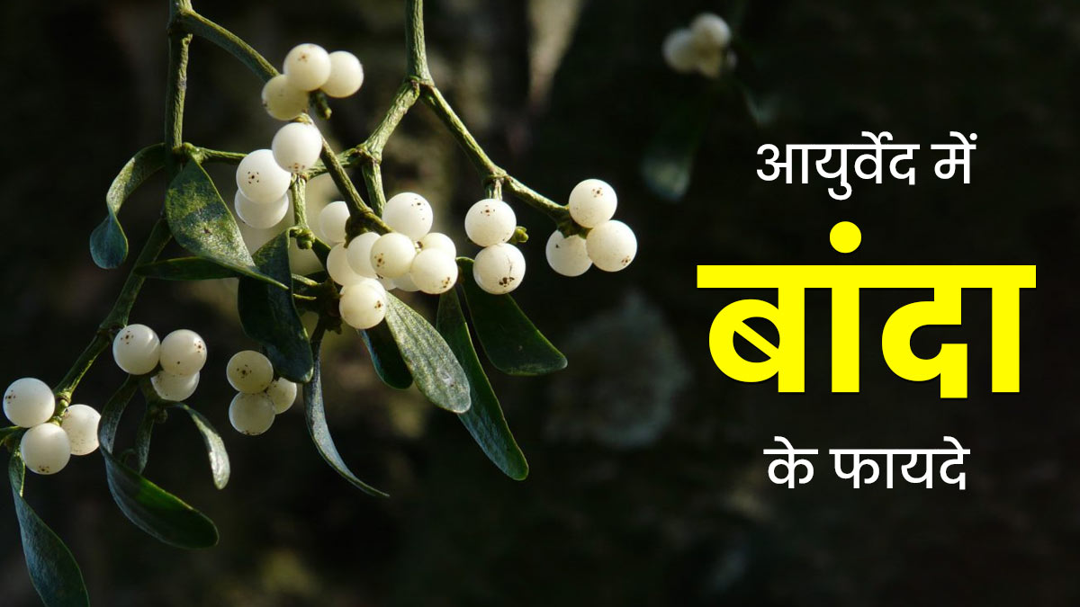 कमर दर्द, सूजन जैसी कई समस्याओं को दूर करता है आयुर्वेदिक हर्ब बांदा, एक्‍सपर्ट से जानें इसके लाभ
