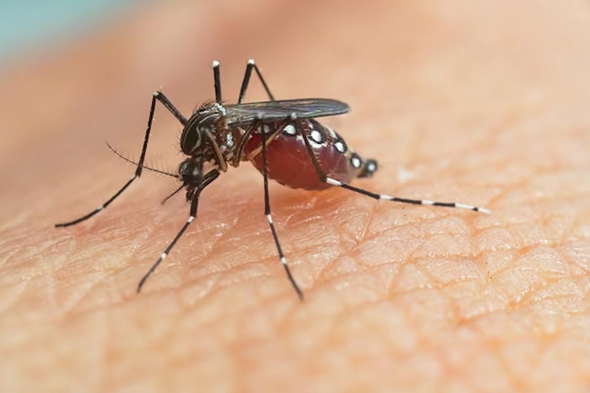 Amid Rising Dengue Cases, Why You Shouldn't Ignore A Mild But ...