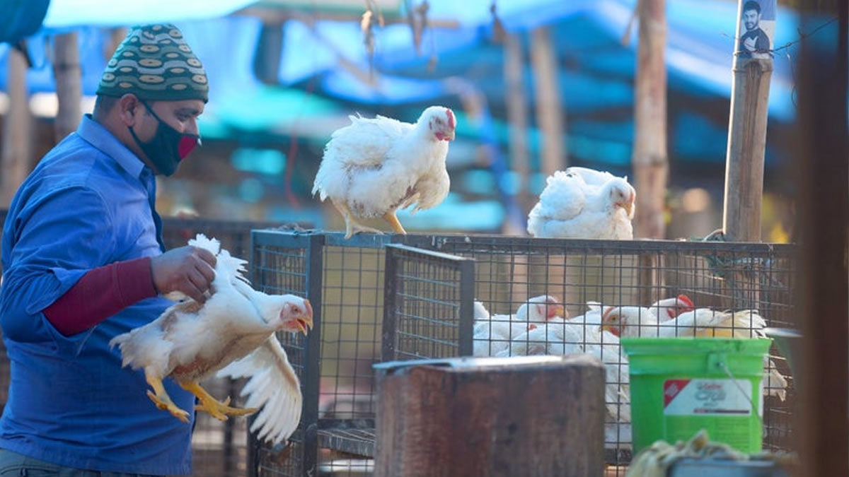 bird flu