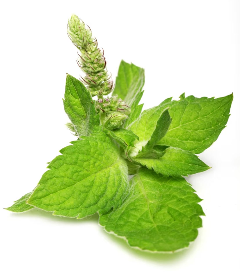 tulsi