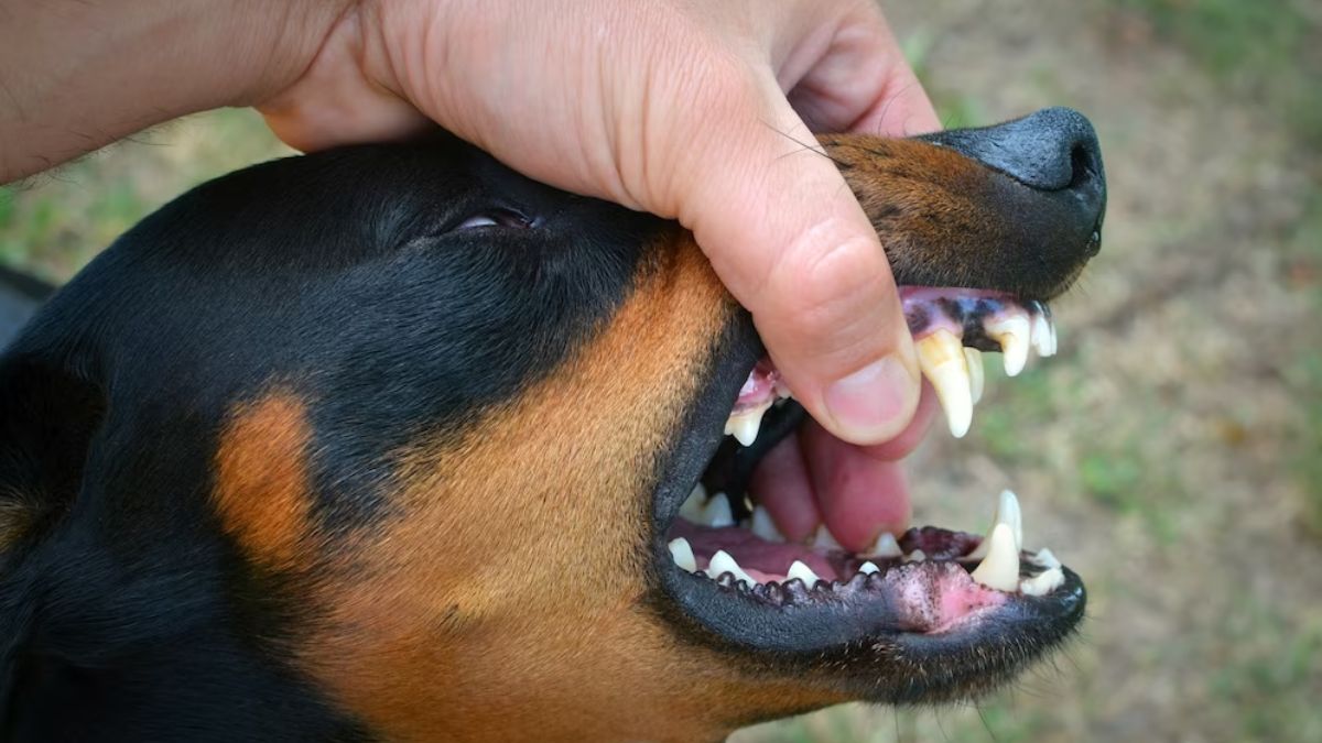 What To Do After Dog Bite