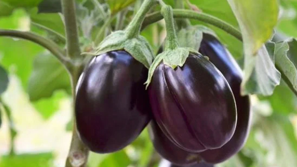 brinjal