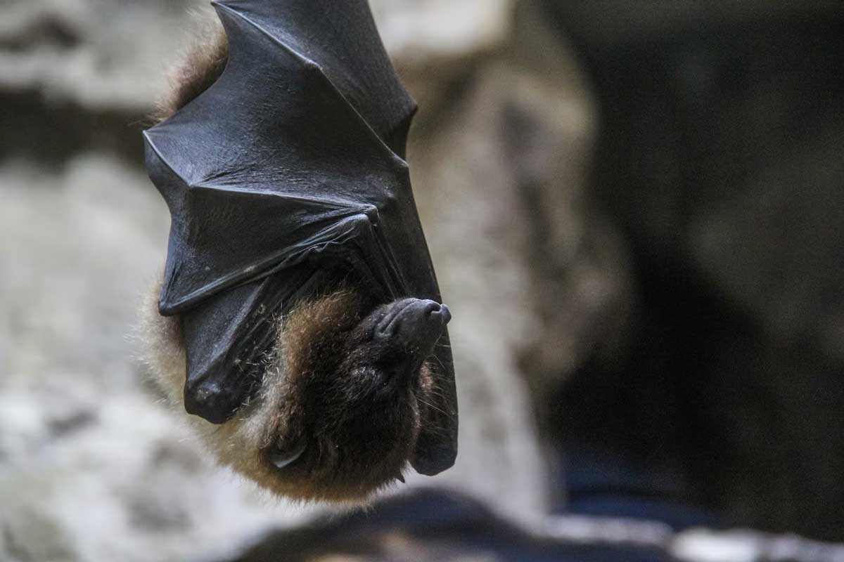 Nipah Virus Symptoms And Treatment