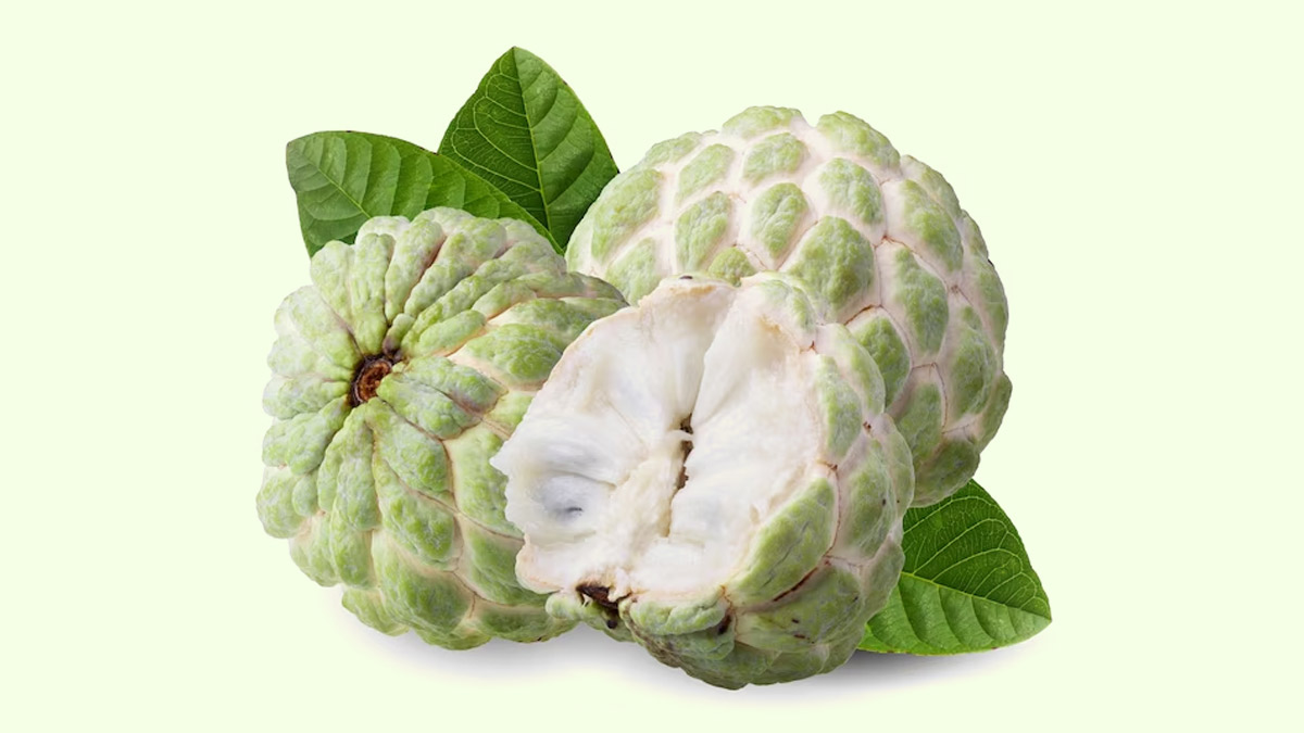 custard apple leaves benefits in hindi