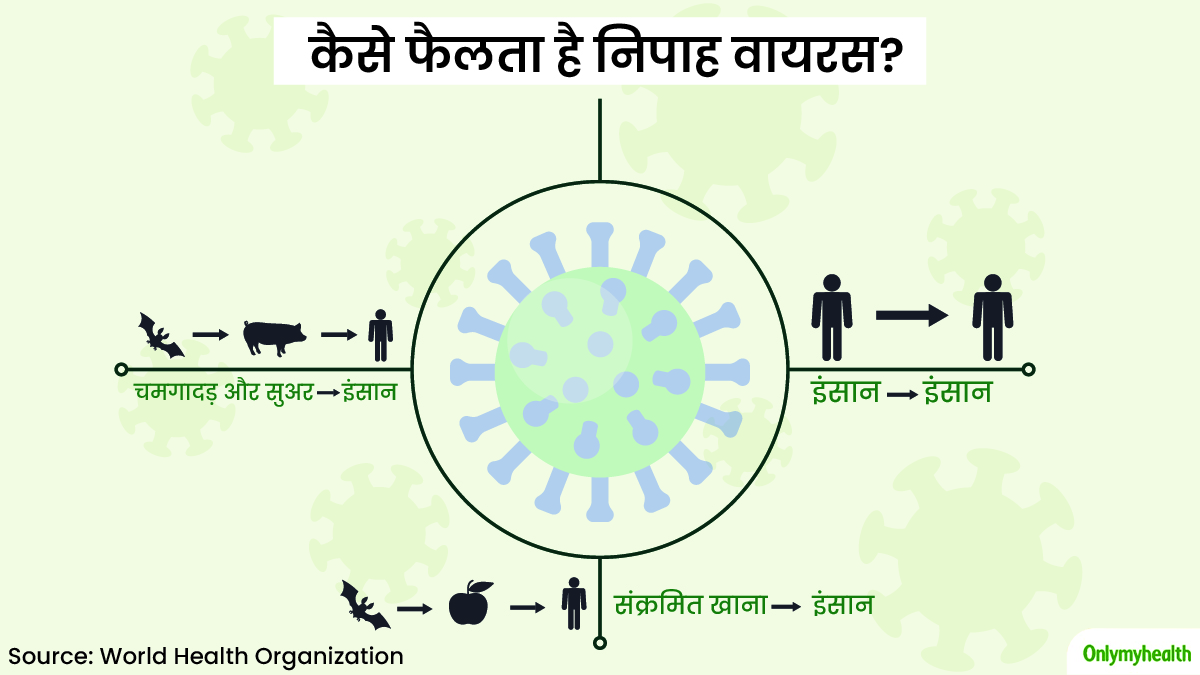 How Nipah Virus Spread Infographics