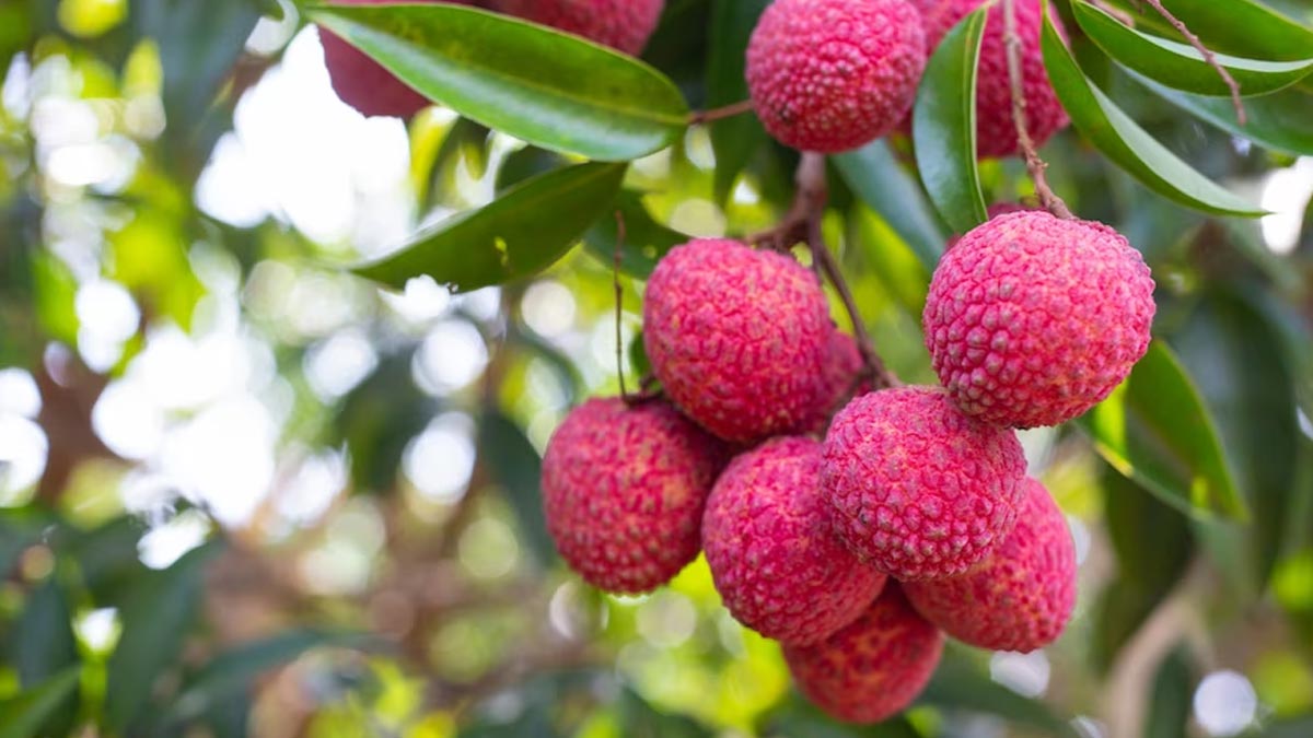 Remarkable Health Benefits Of Exotic Fruits