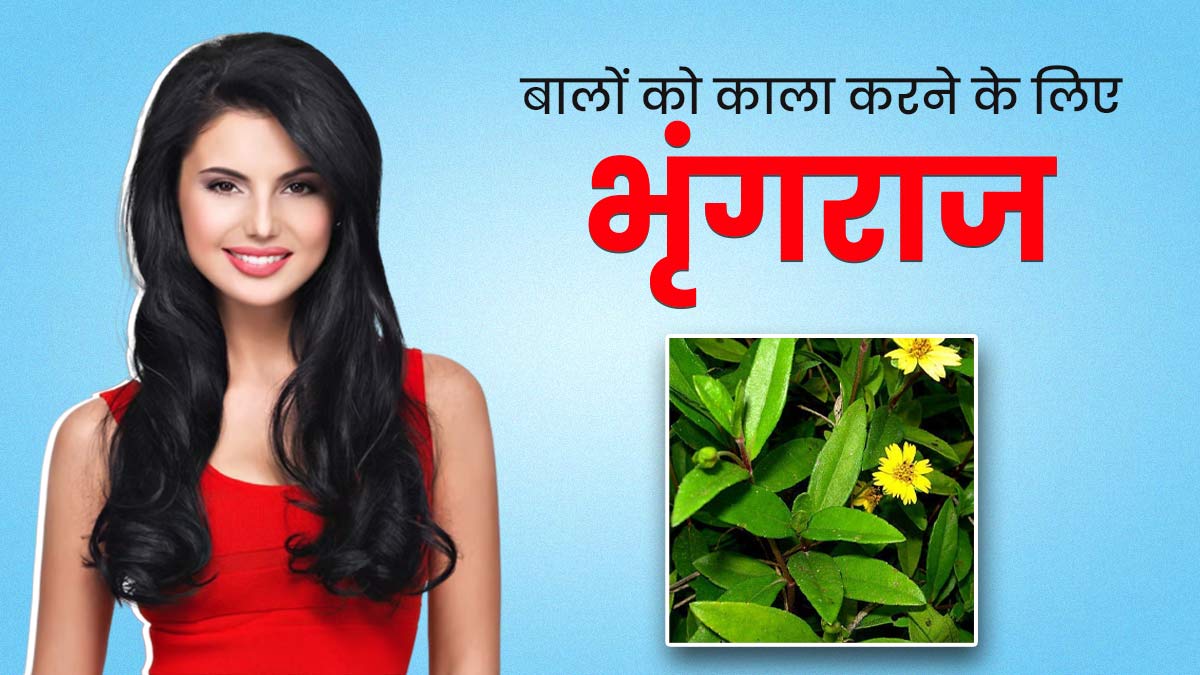 सफेद बालों पर इन 4 तरीकों से करें भृंगराज का इस्तेमाल, बाल बनेंगे काले और घने