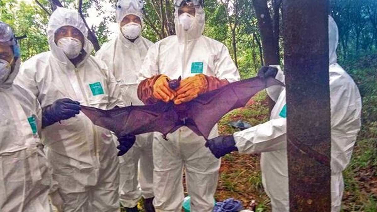 Nipah Virus: केरल में बढ़ रहे निपाह वायरस मामले, संपर्क में आए 700 लोगों में से 77 हाई रिस्क पर 