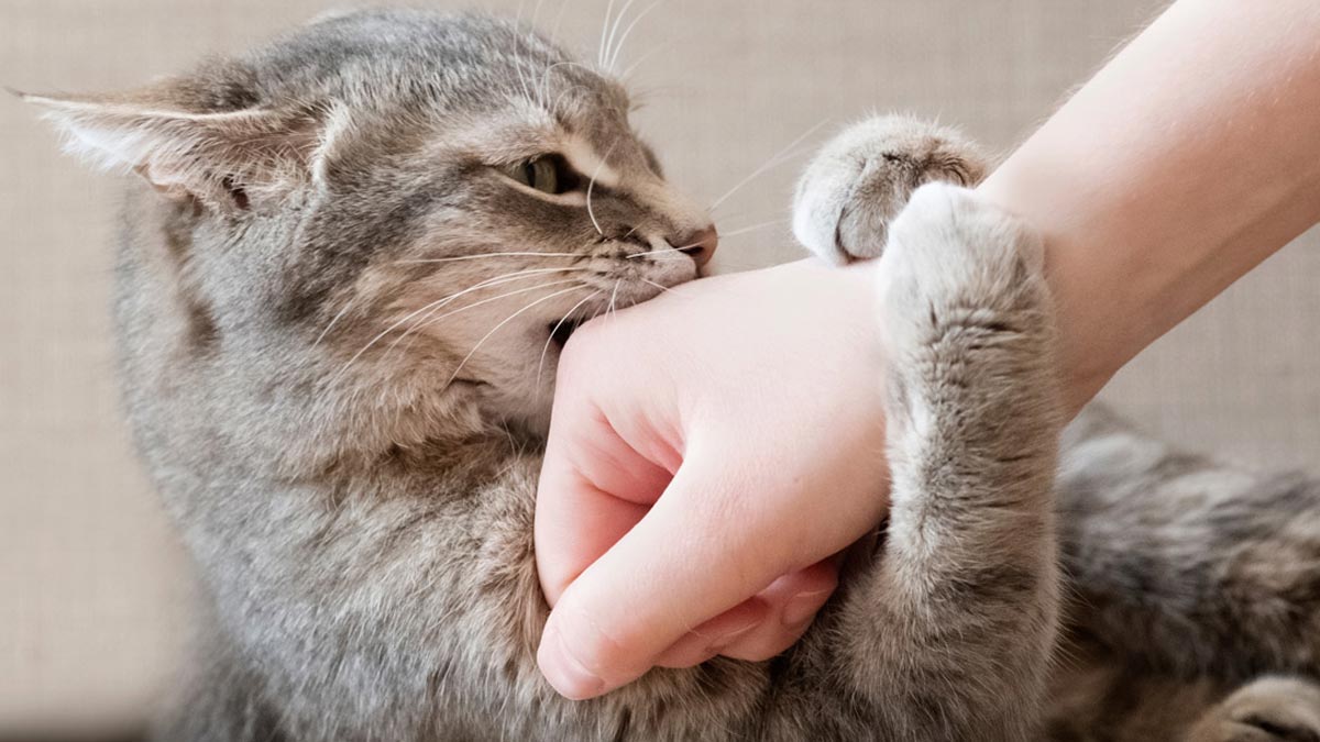  cat rabies