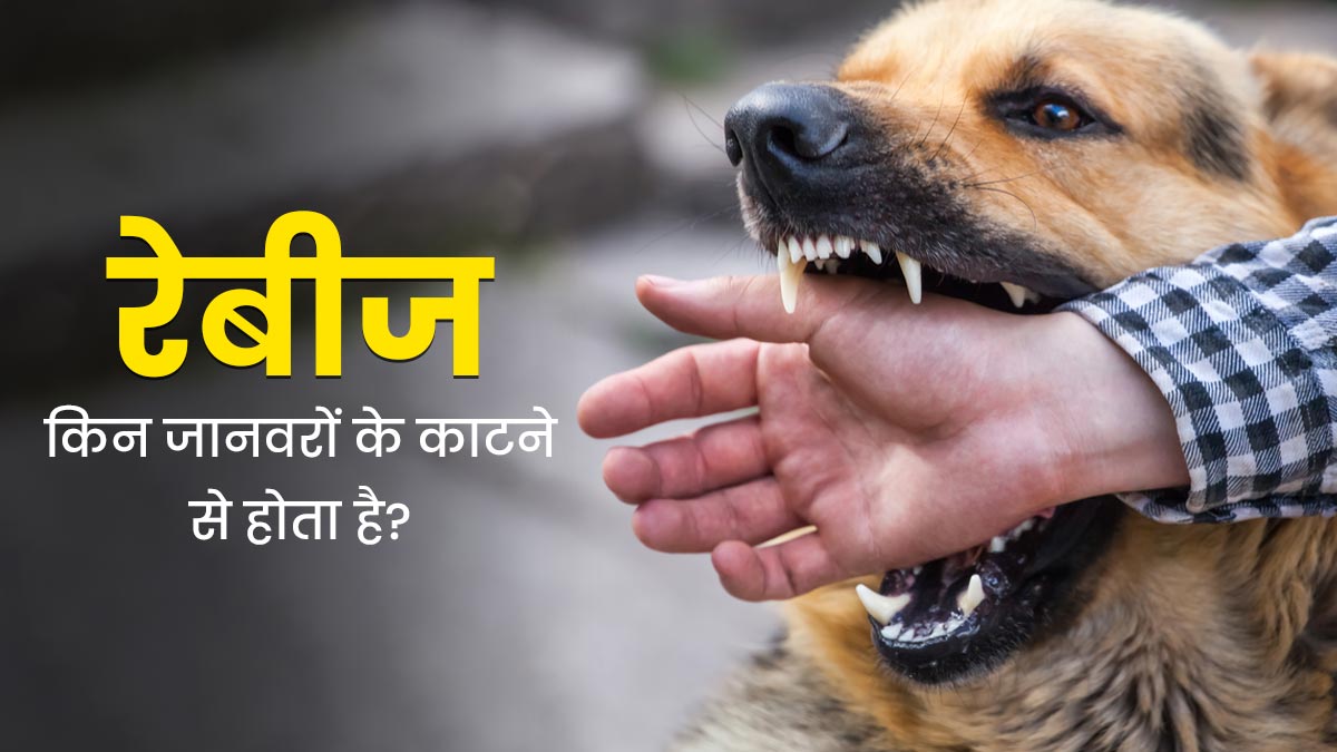सिर्फ कुत्ते के नहीं, इन जानवरों के काटने से भी हो सकता है रेबीज इंफेक्शन