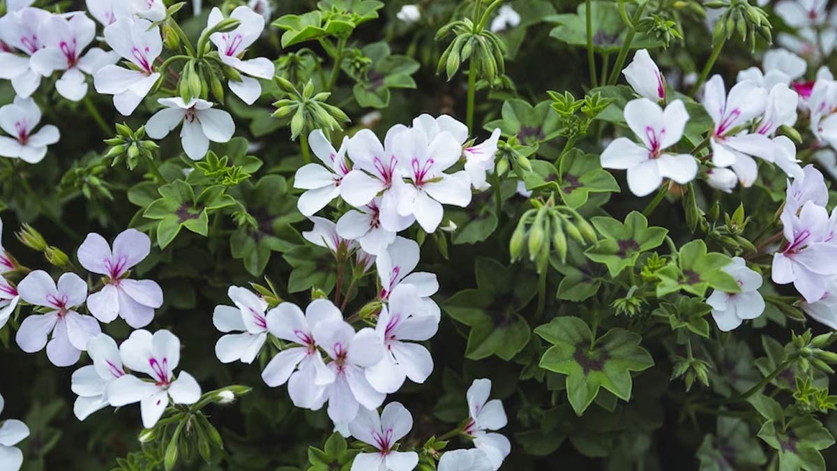 brahmi water to reduce cholesterol in hindi