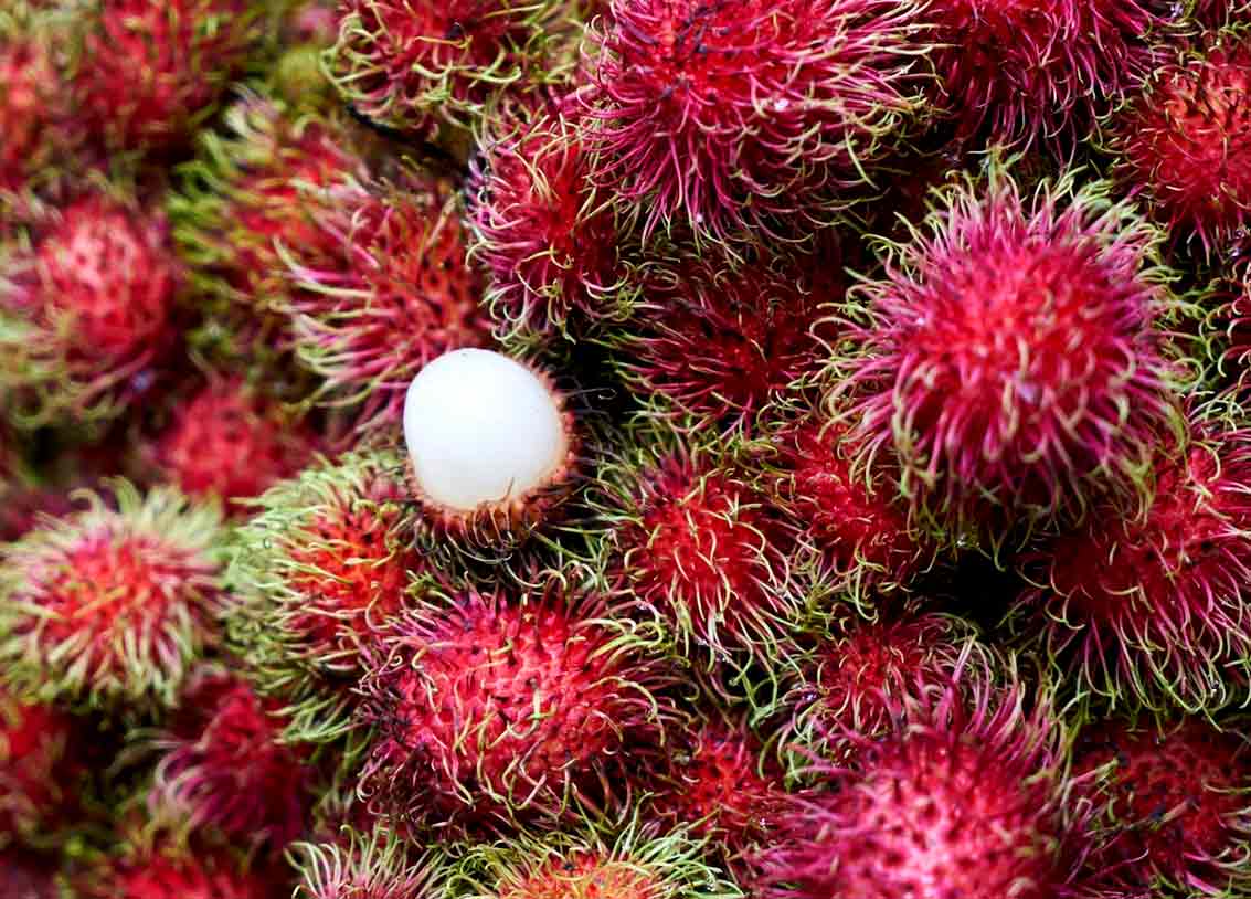 rambutan benefits