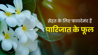पारिजात के फूलों से सेहत को मिल सकते हैं ये 5 फायदे, इस तरह करें इस्तेमाल