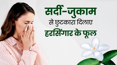 सर्दी-जुकाम से छुटकारा दिलाने में कारगर है हरसिंगार का फूल, जानें सेवन का सही तरीका