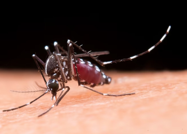 dengue