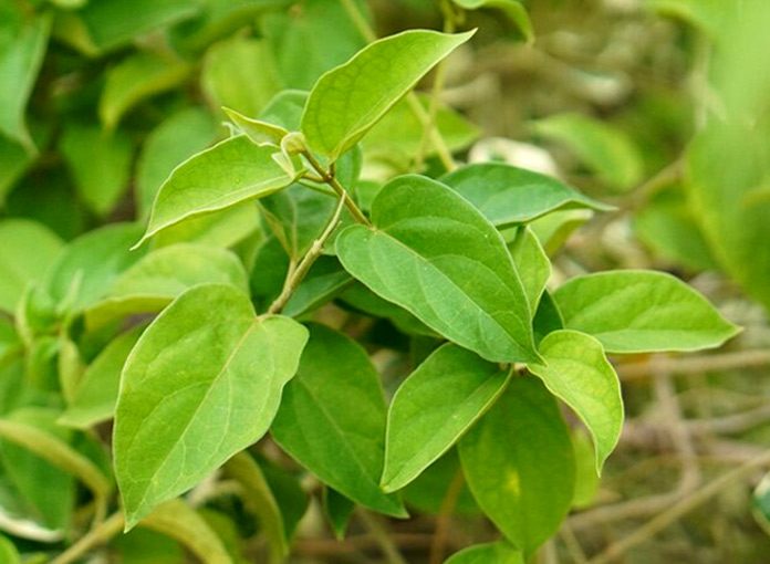 gudmar leaves benefits for weight loss